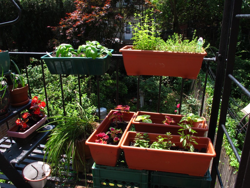 Fire Escape Plants