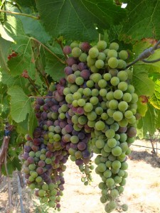 Verasion in full swing