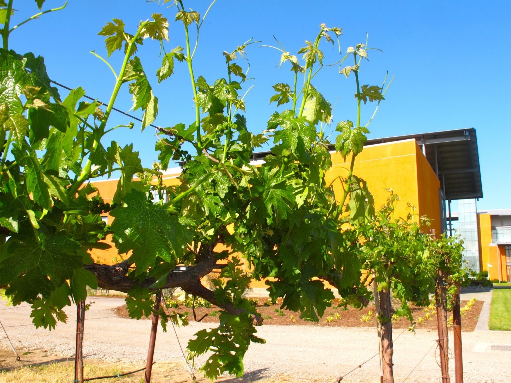 Grapevines outside the Robert Mondavi Institute at UC Davis