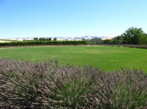 Lavender, vineyard and the Blue Mountains at àMaurice