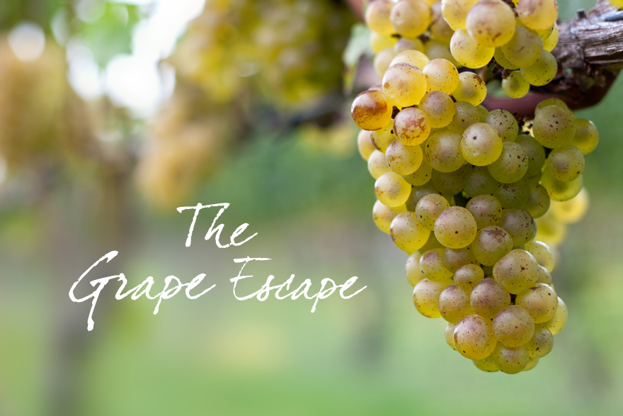 grape_escape